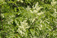 Fraxinus ornus